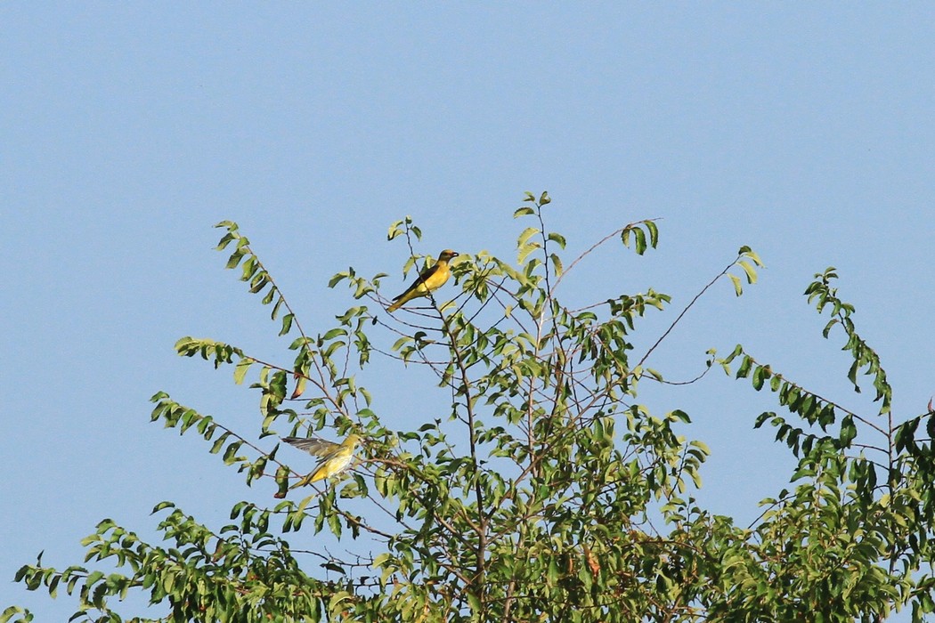 Rigogoli