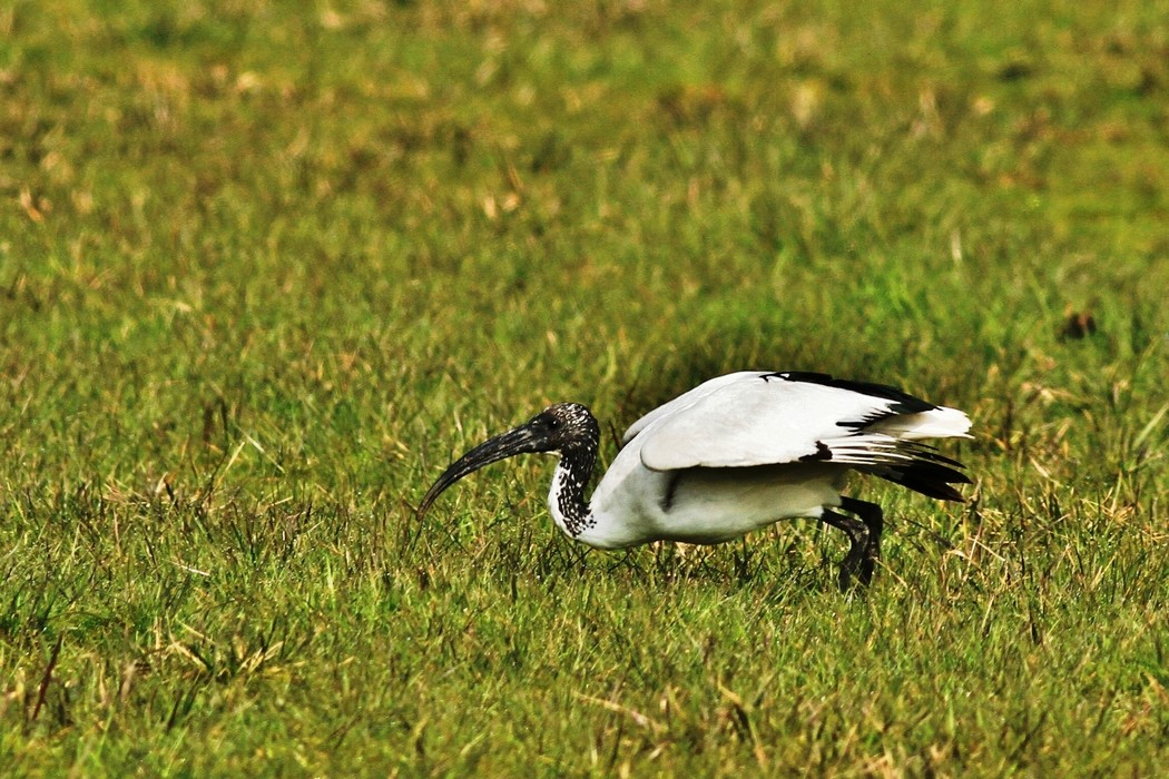 Ibis Sacro nel Cremasco
