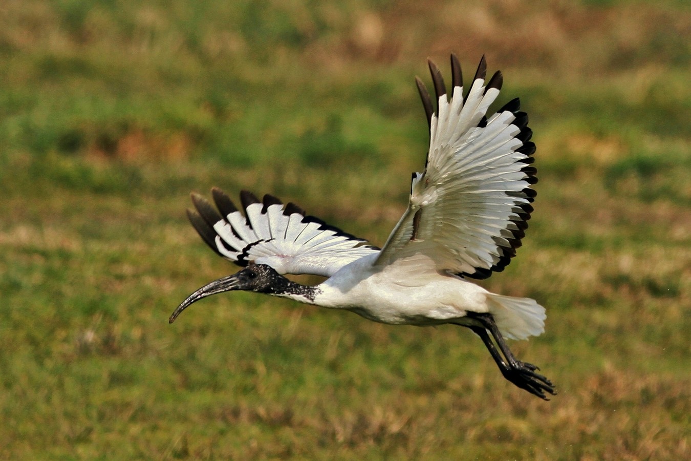 Ibis Sacro nel Cremasco