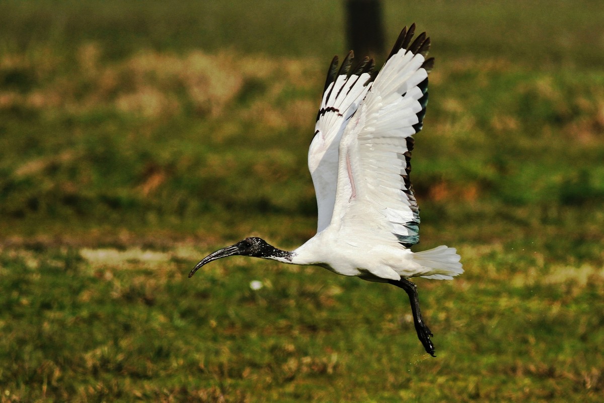 Ibis Sacro nel Cremasco