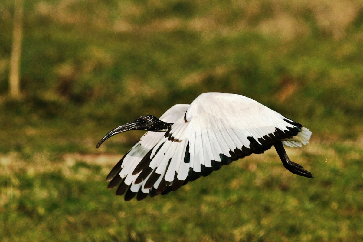 Ibis Sacro nel Cremasco