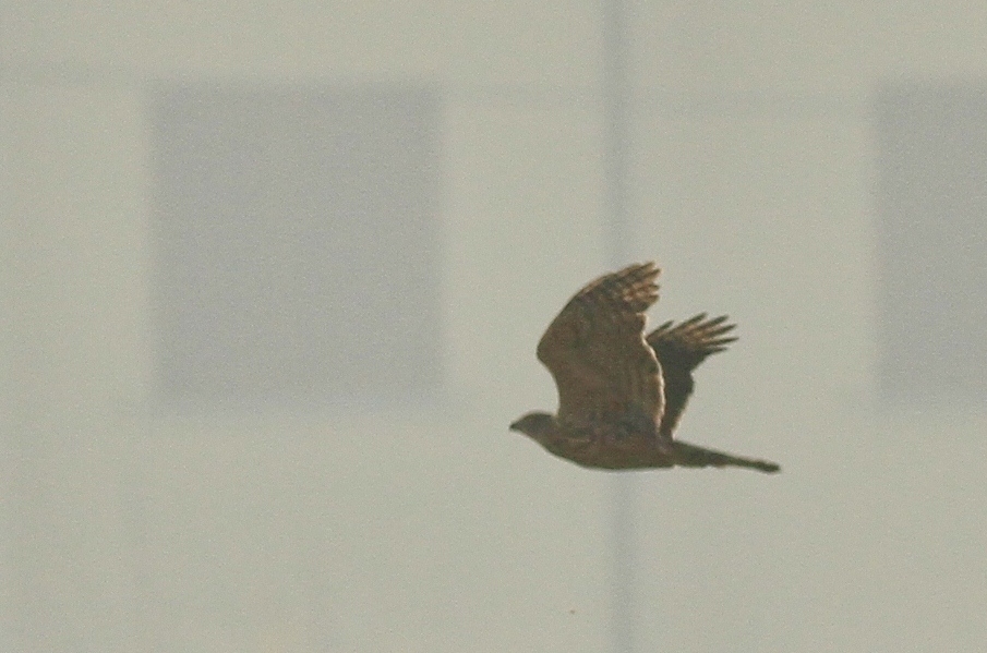 Aiuto identificazione rapace