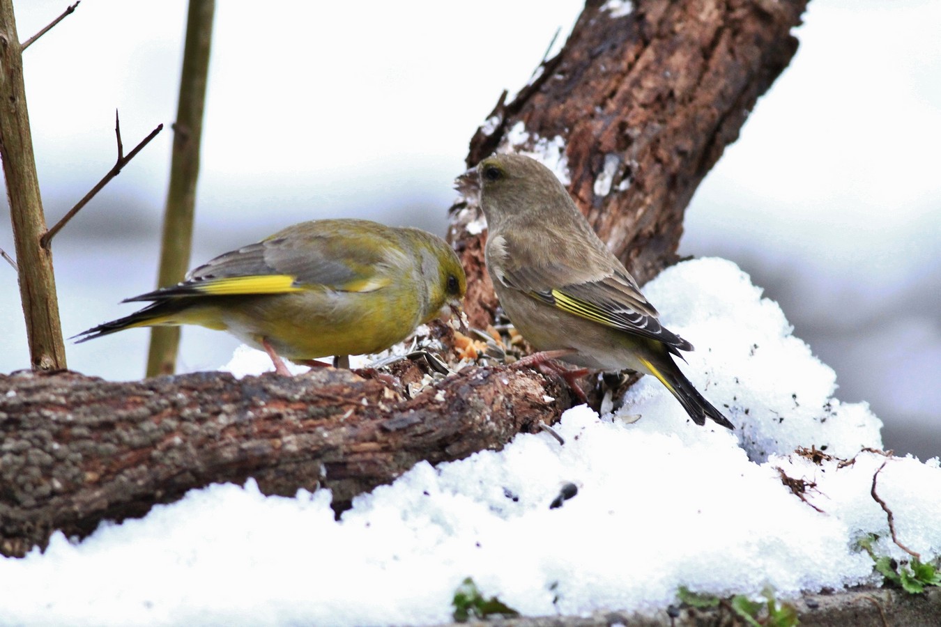 Una giornata sotto la neve , ma la fame � tanta.