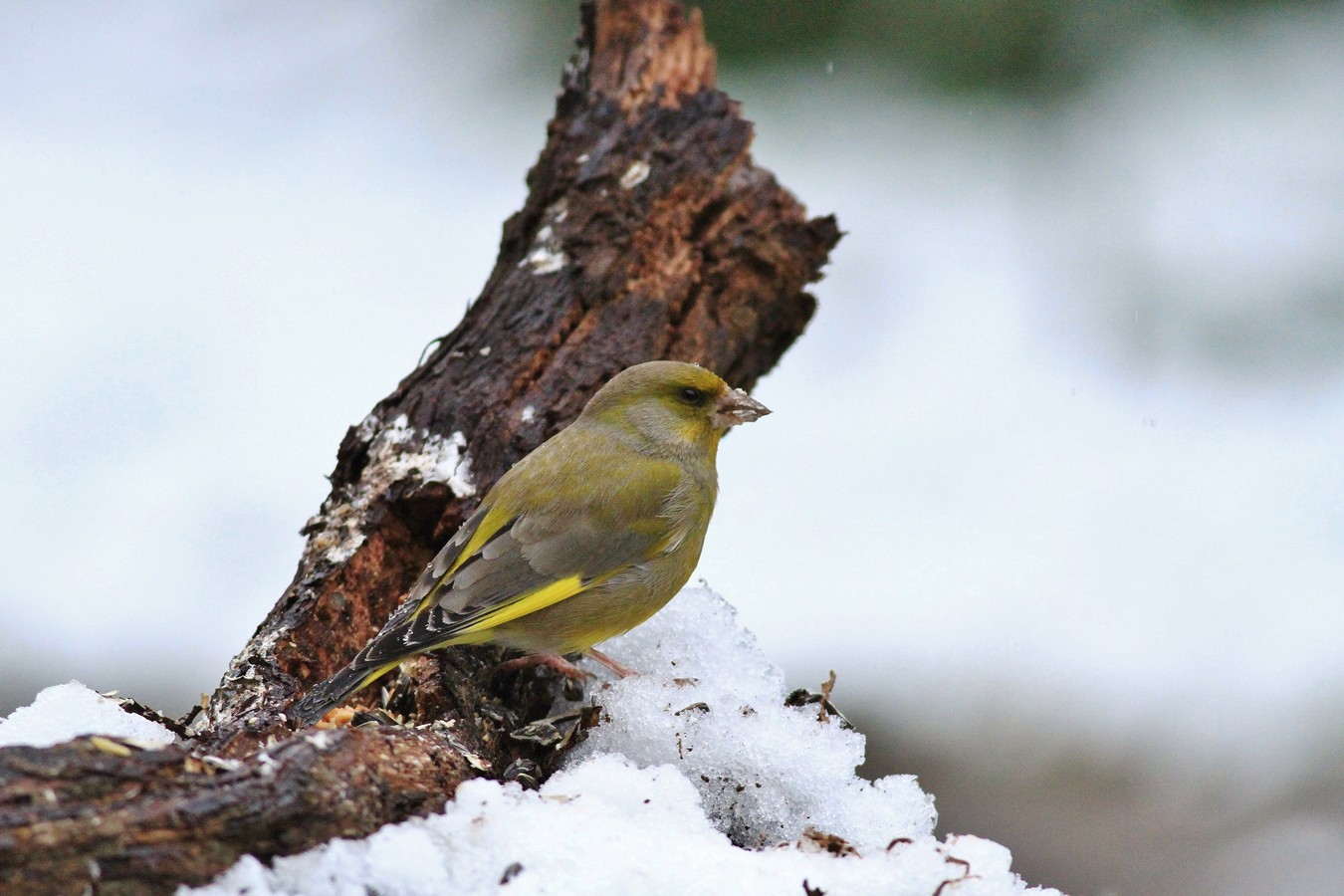 Una giornata sotto la neve , ma la fame � tanta.