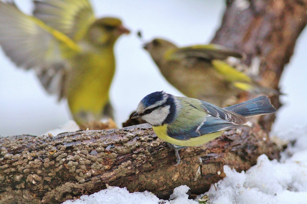 Una giornata sotto la neve , ma la fame � tanta.