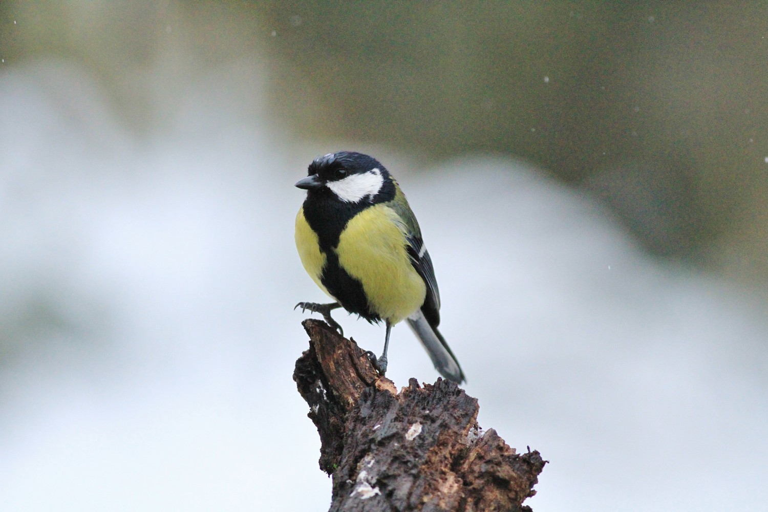Una giornata sotto la neve , ma la fame � tanta.