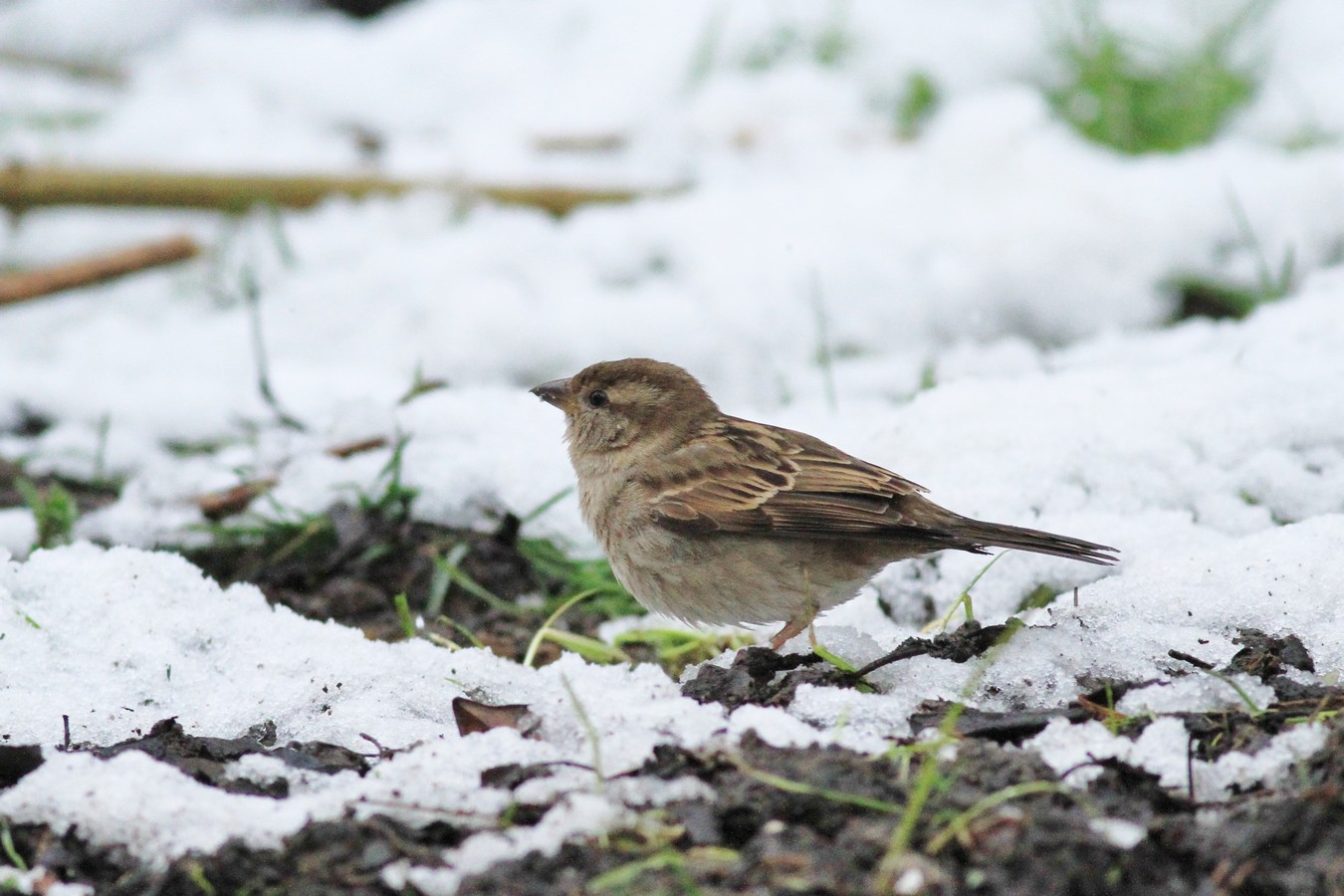 Una giornata sotto la neve , ma la fame � tanta.