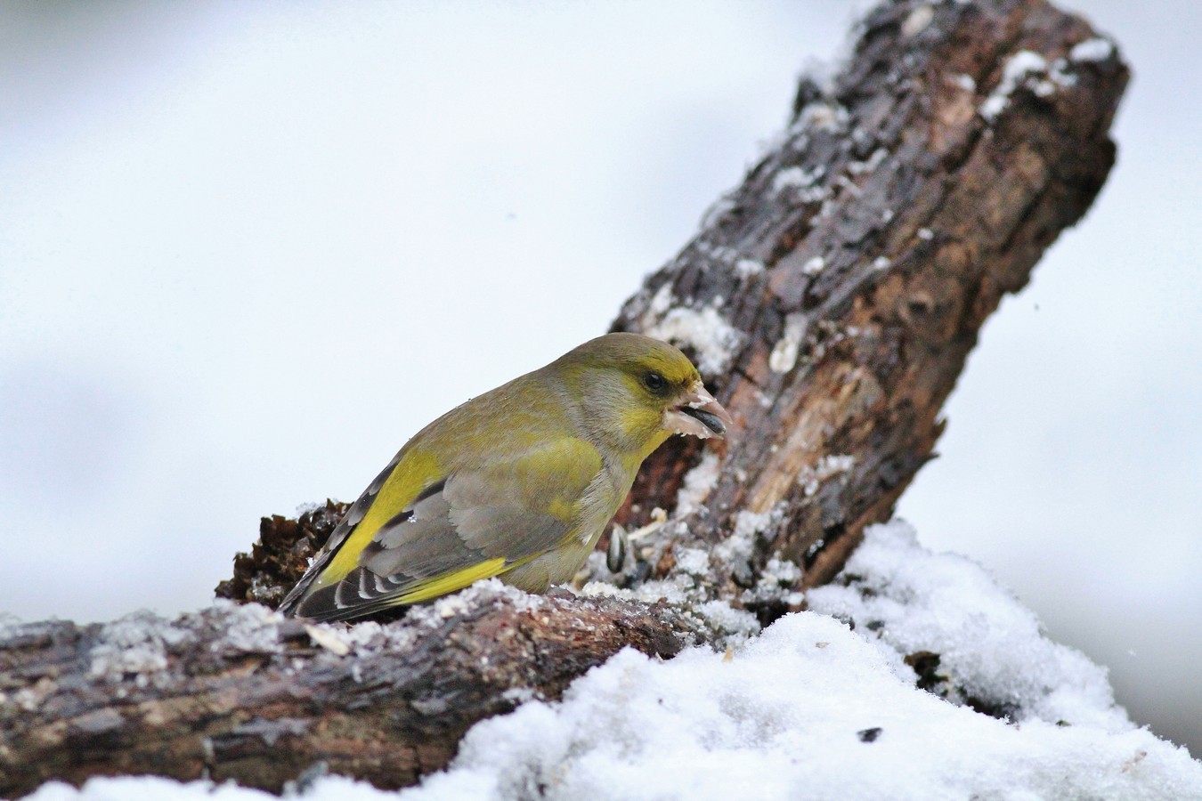 Una giornata sotto la neve , ma la fame � tanta.