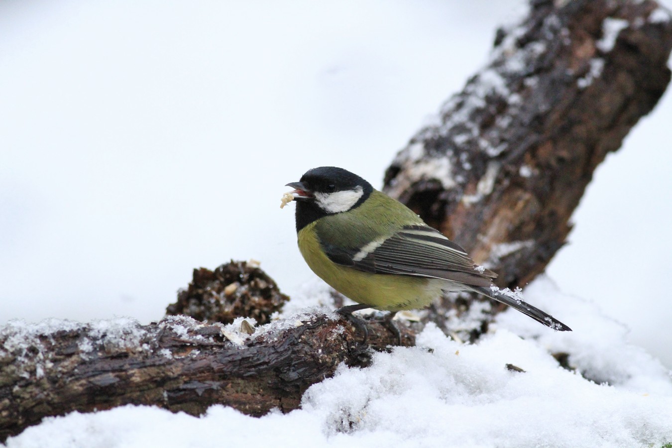 Una giornata sotto la neve , ma la fame � tanta.