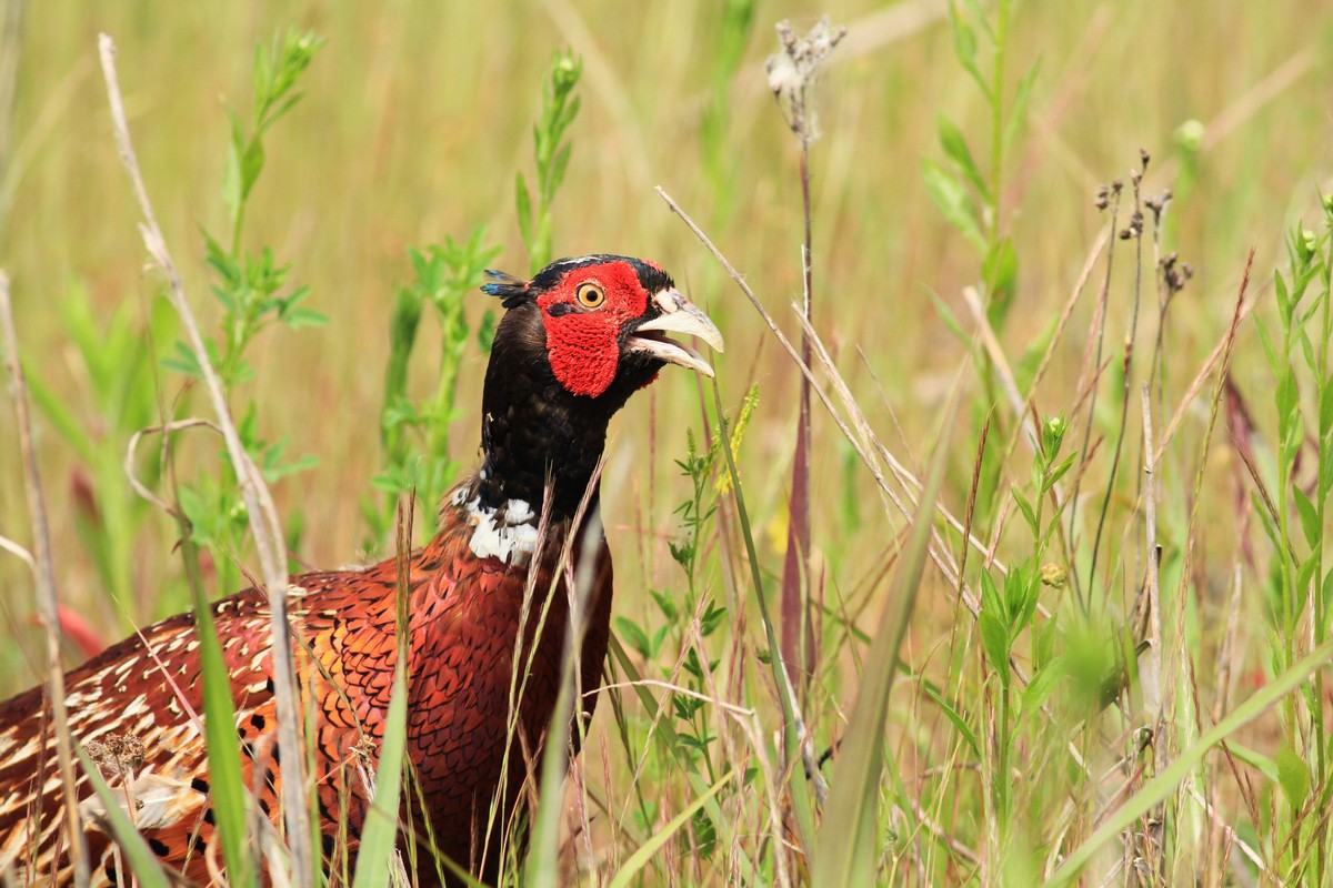 Fagiano maschio, ritratti.