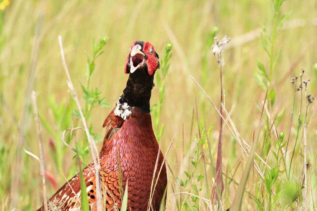 Fagiano maschio, ritratti.
