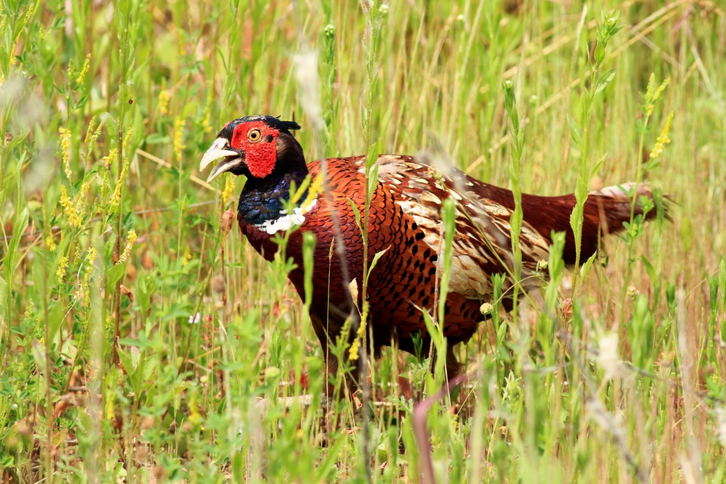 Fagiano maschio, ritratti.