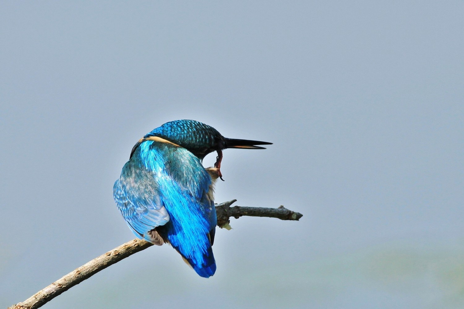 Martin pescatore , blu cobalto , ma non solo