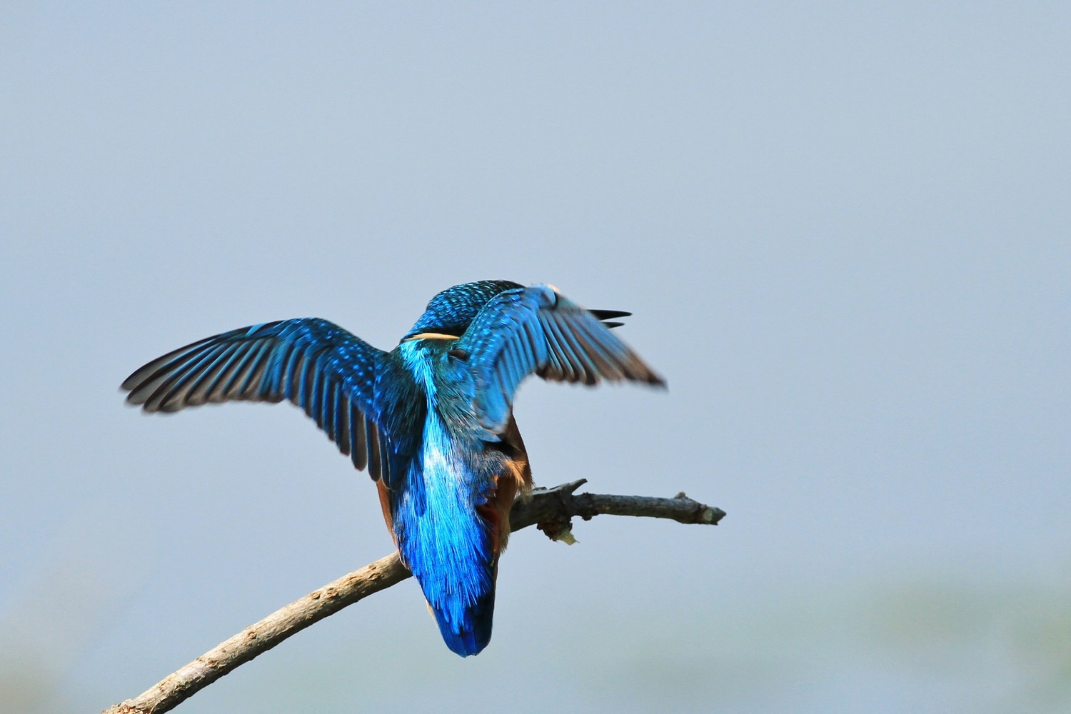 Martin pescatore , blu cobalto , ma non solo