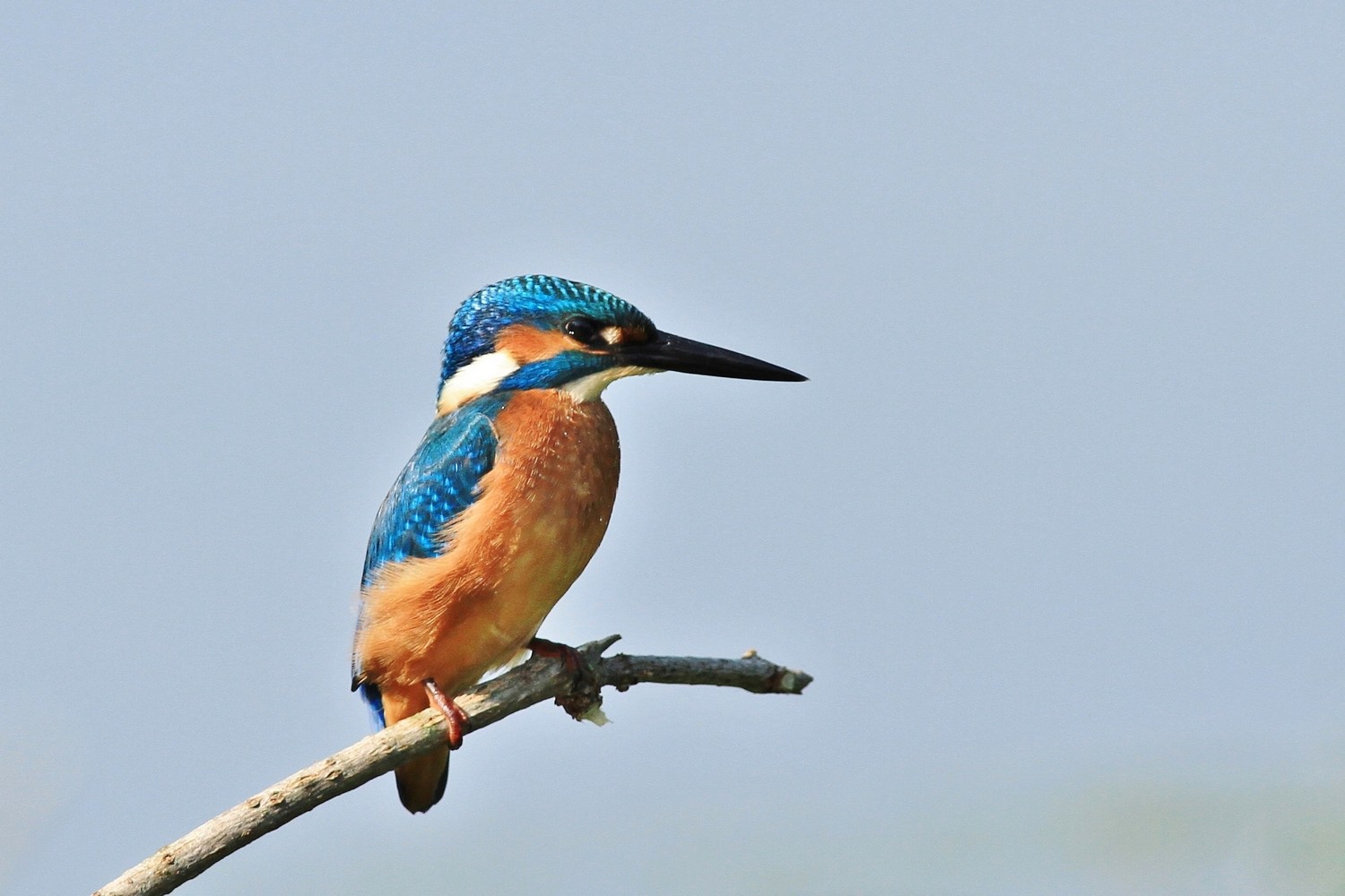 Martin pescatore , blu cobalto , ma non solo