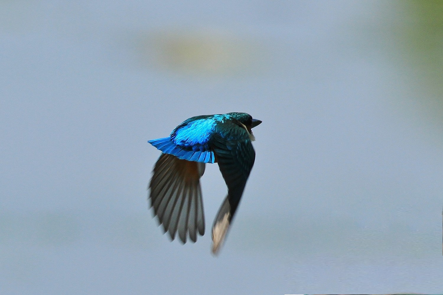 Martin pescatore , blu cobalto , ma non solo