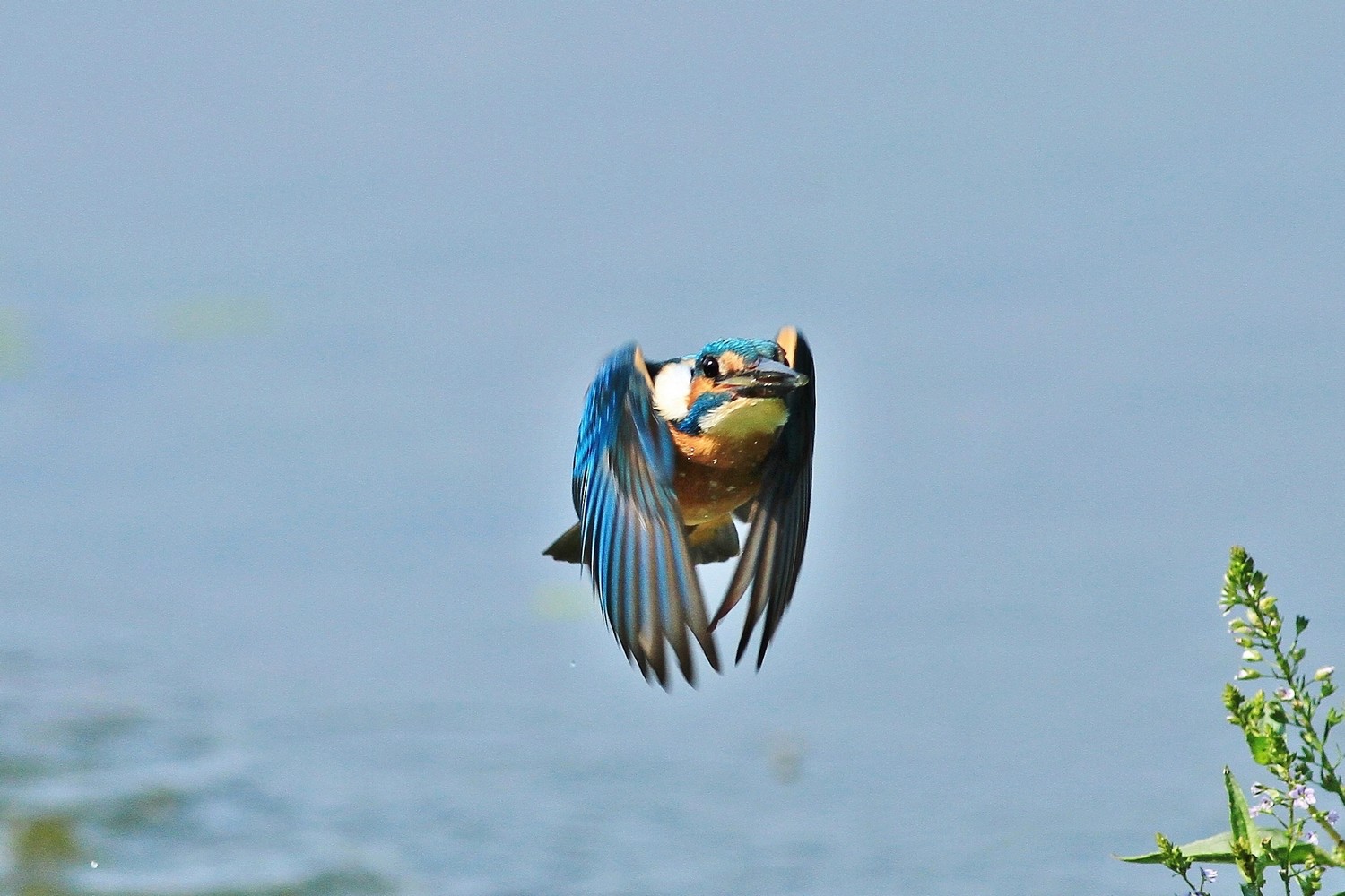 Martin pescatore , blu cobalto , ma non solo