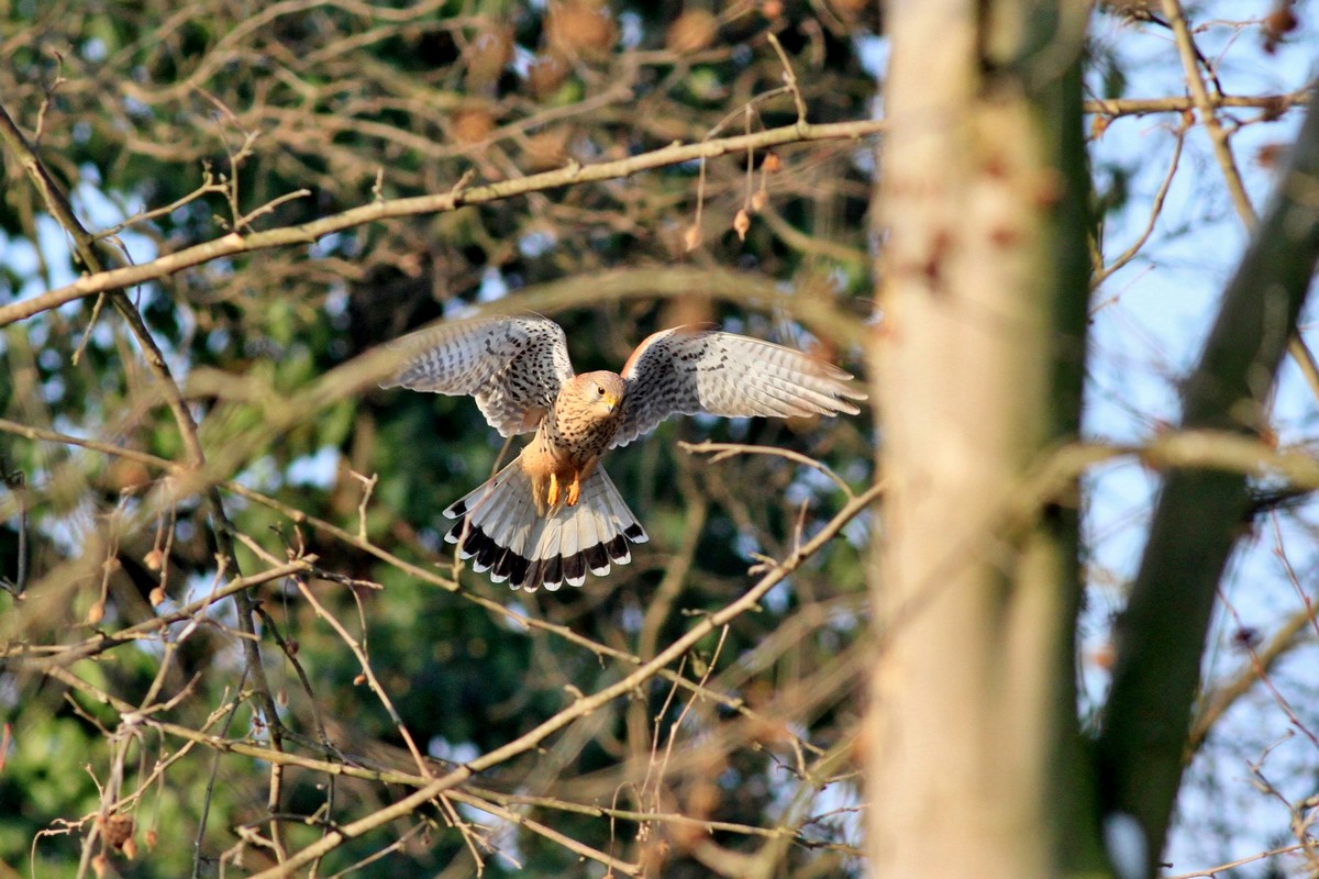 Ad ali spiegate, il sogno di Icaro.