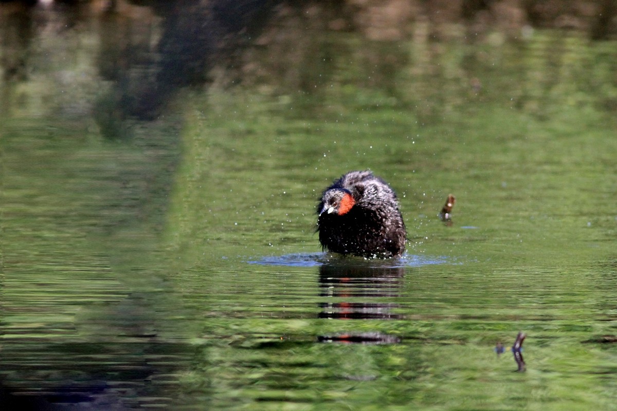 Famigliola di Tuffetti