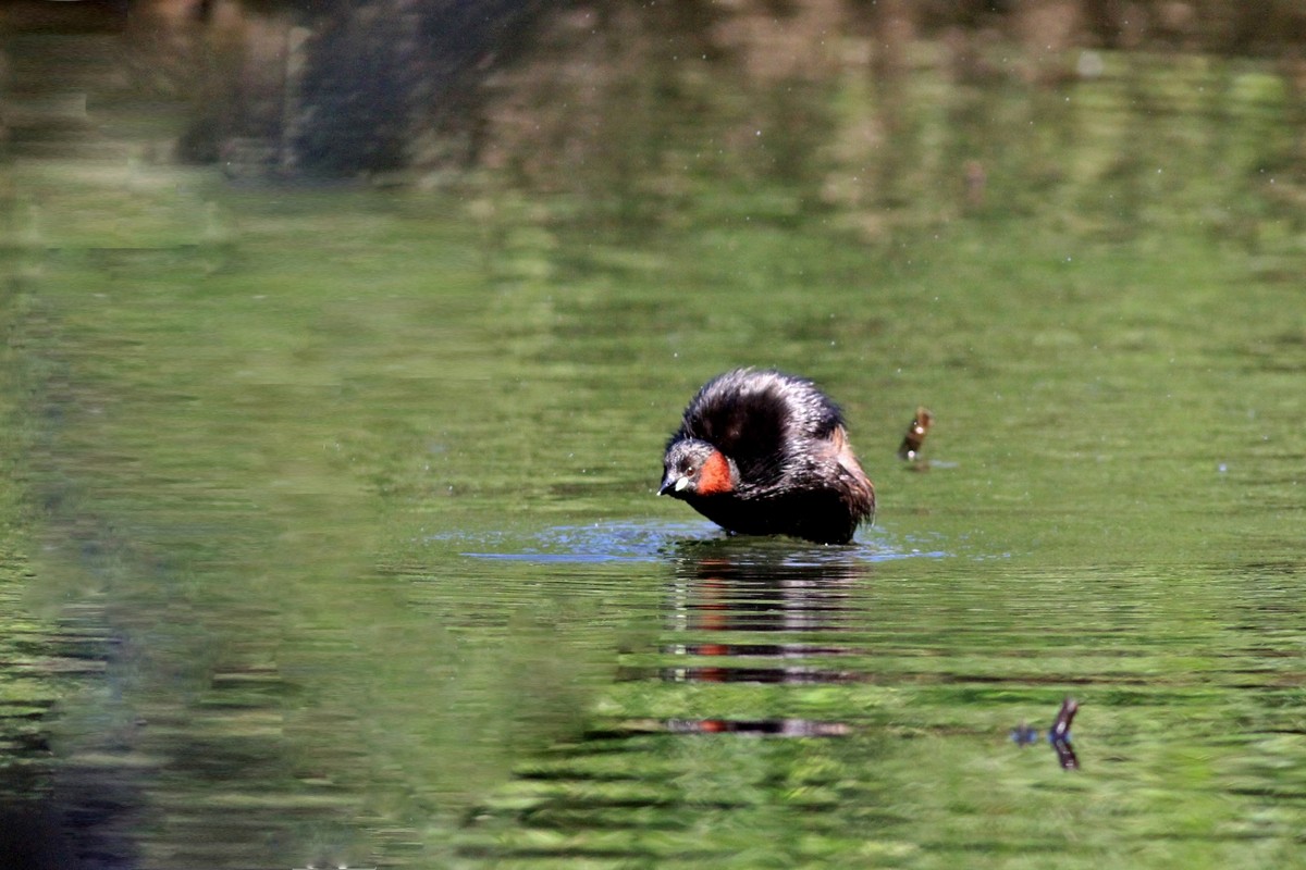 Famigliola di Tuffetti