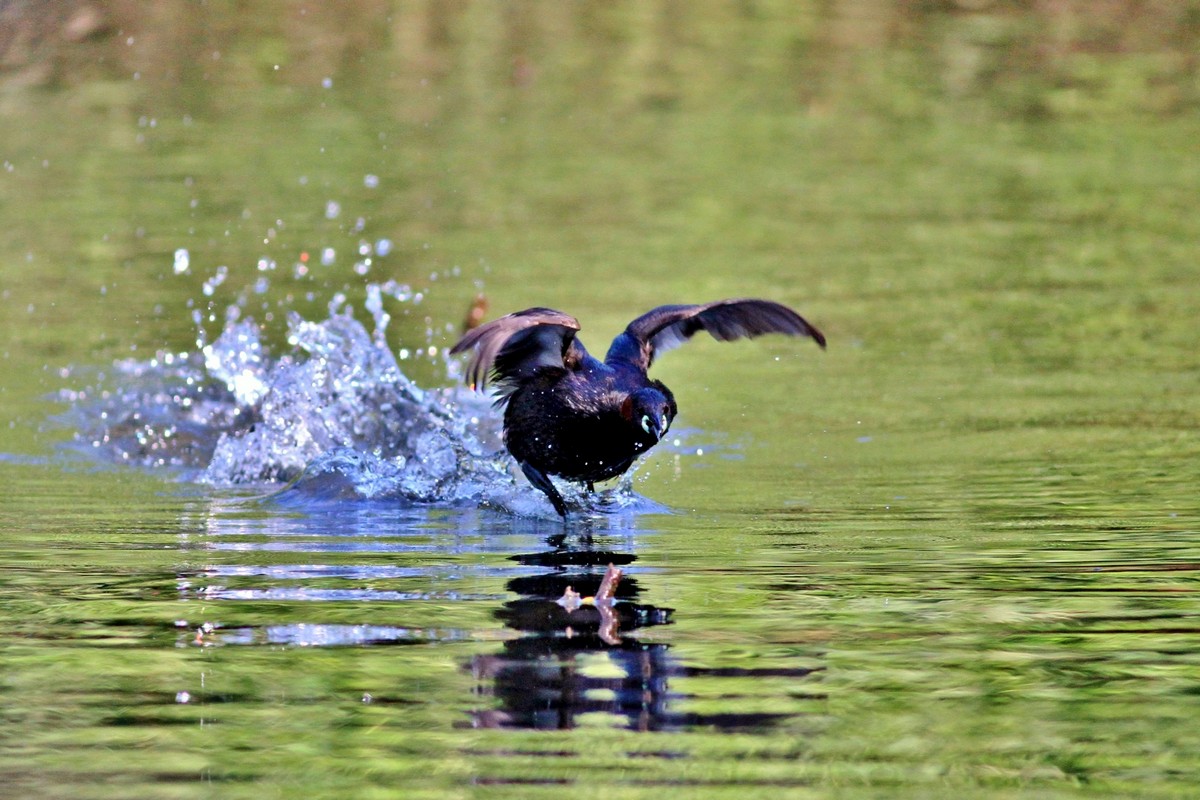 Famigliola di Tuffetti
