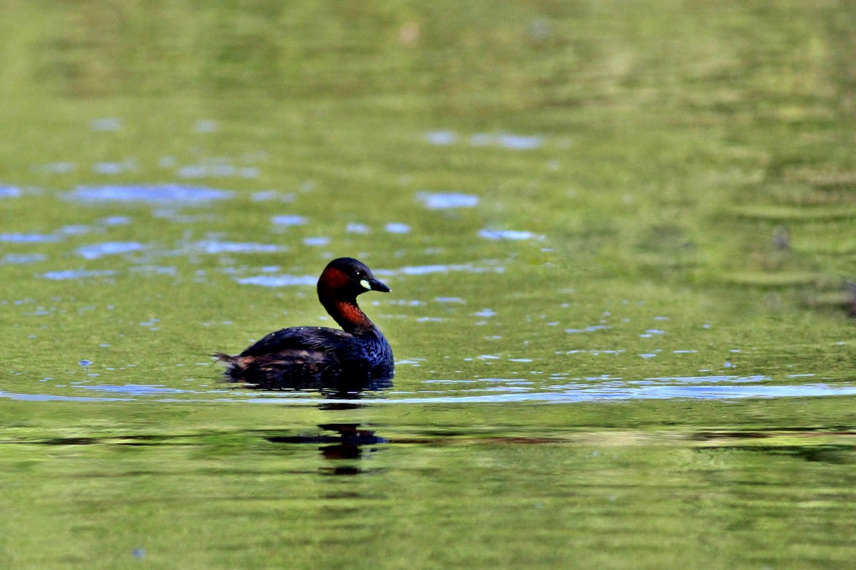 Famigliola di Tuffetti