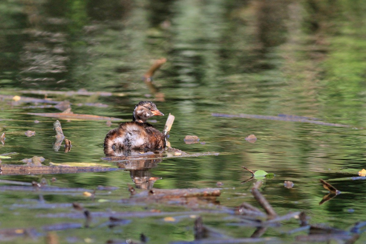 Famigliola di Tuffetti