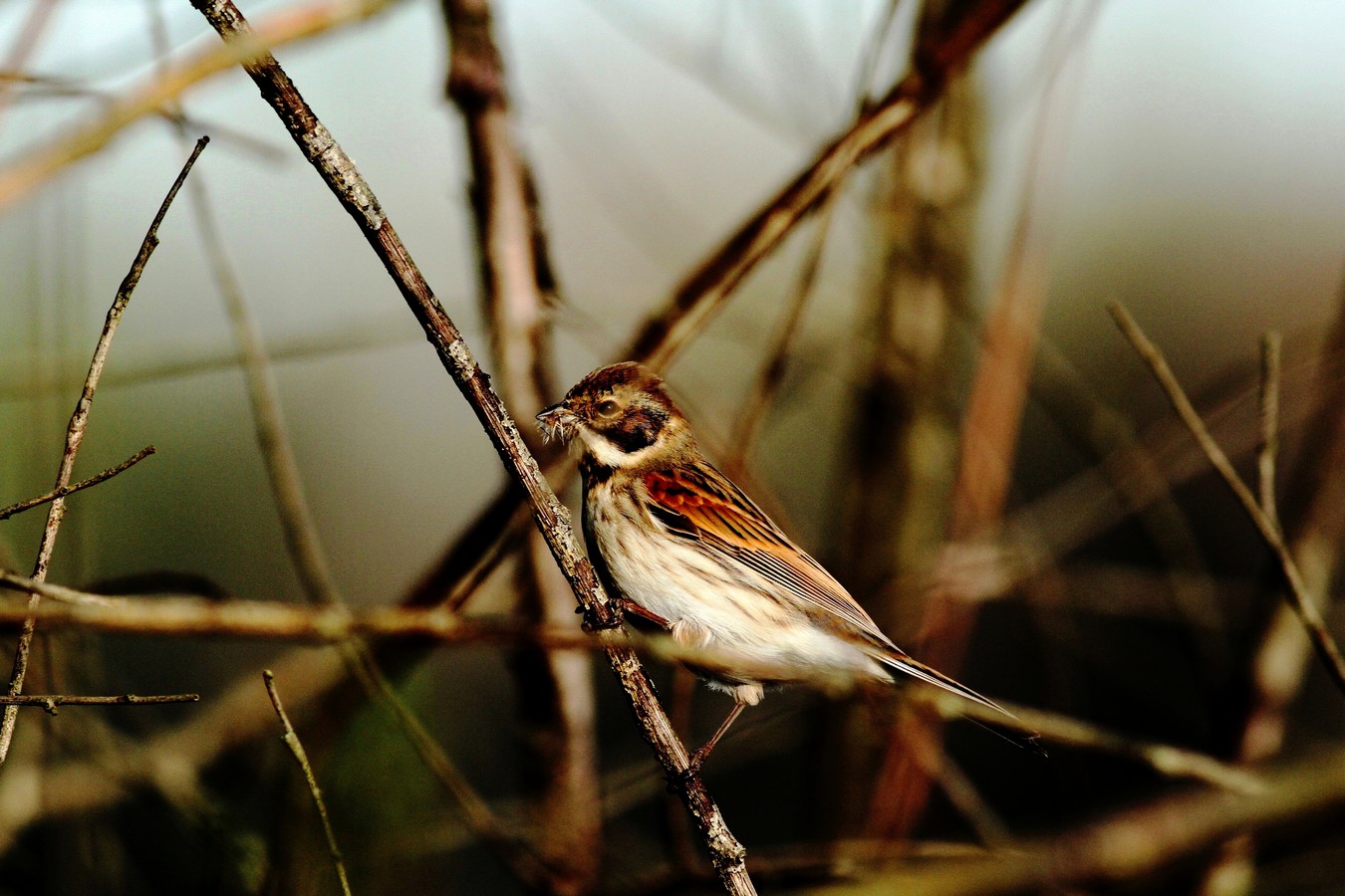 Migliarino di palude