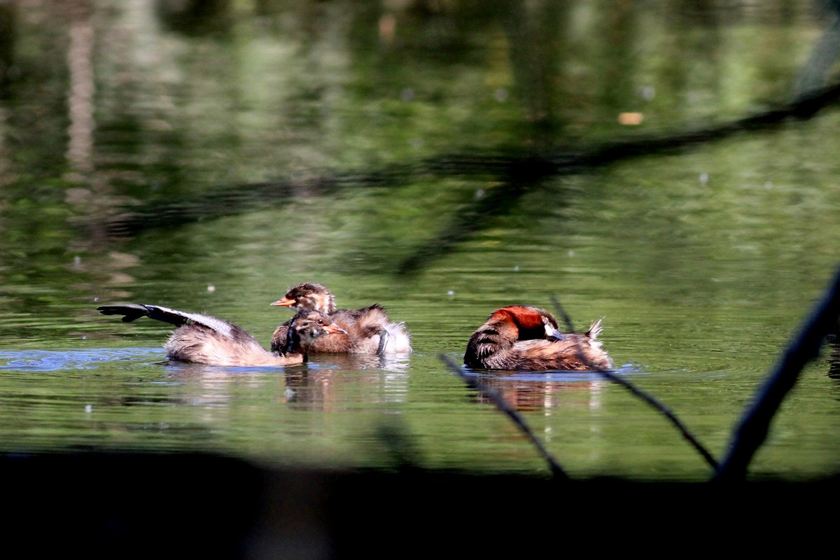 Famigliola di Tuffetti