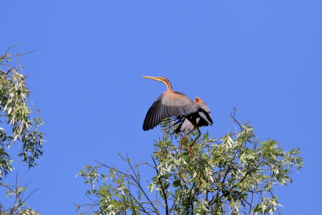 L''Airone rosso scalatore