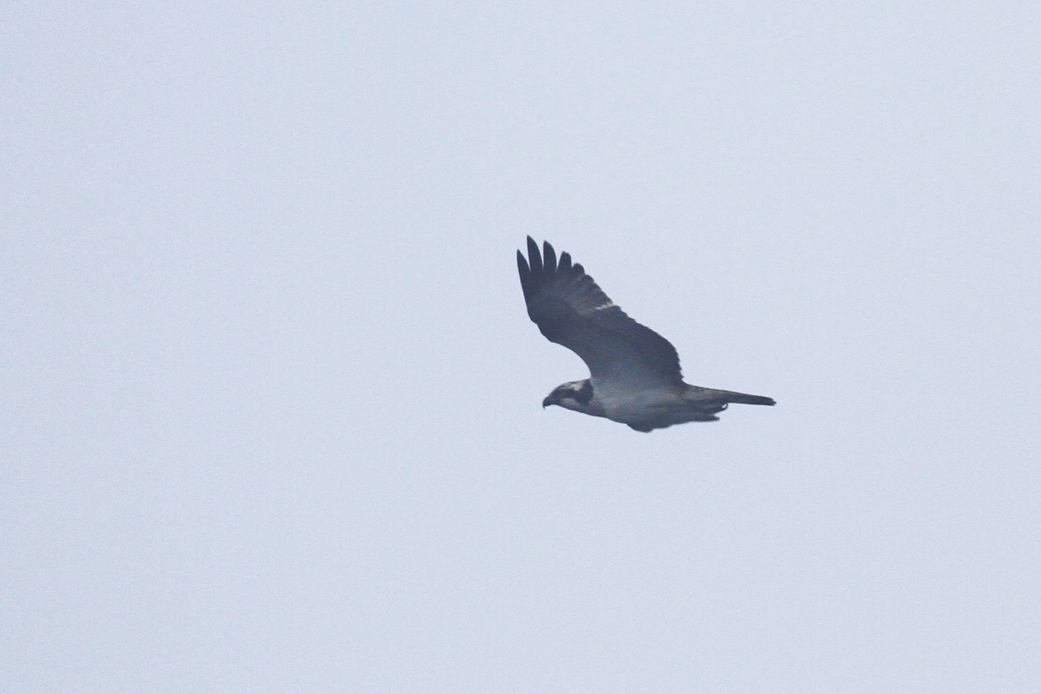 Falco pescatore spunta dalla nebbia