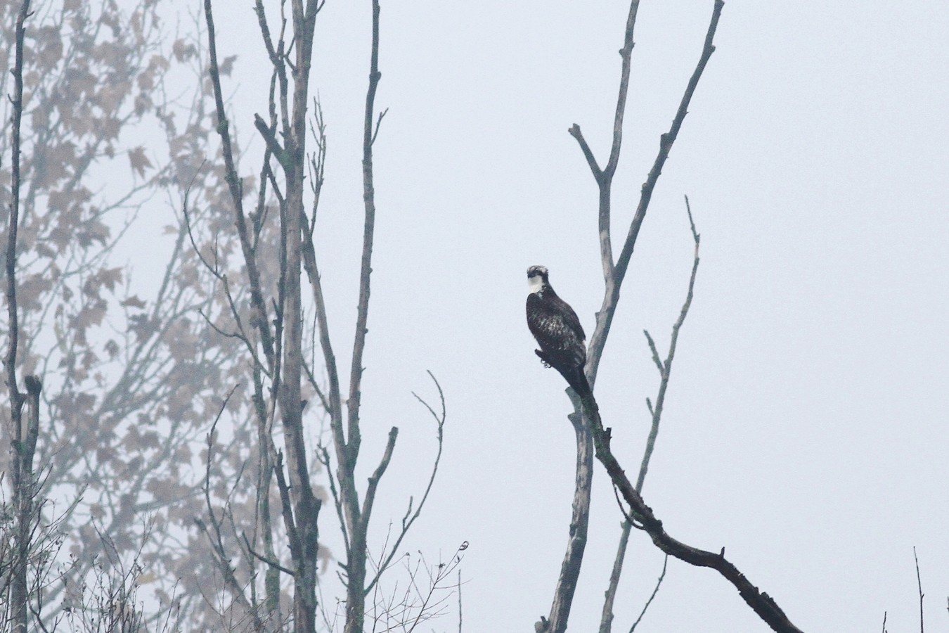 Falco pescatore spunta dalla nebbia