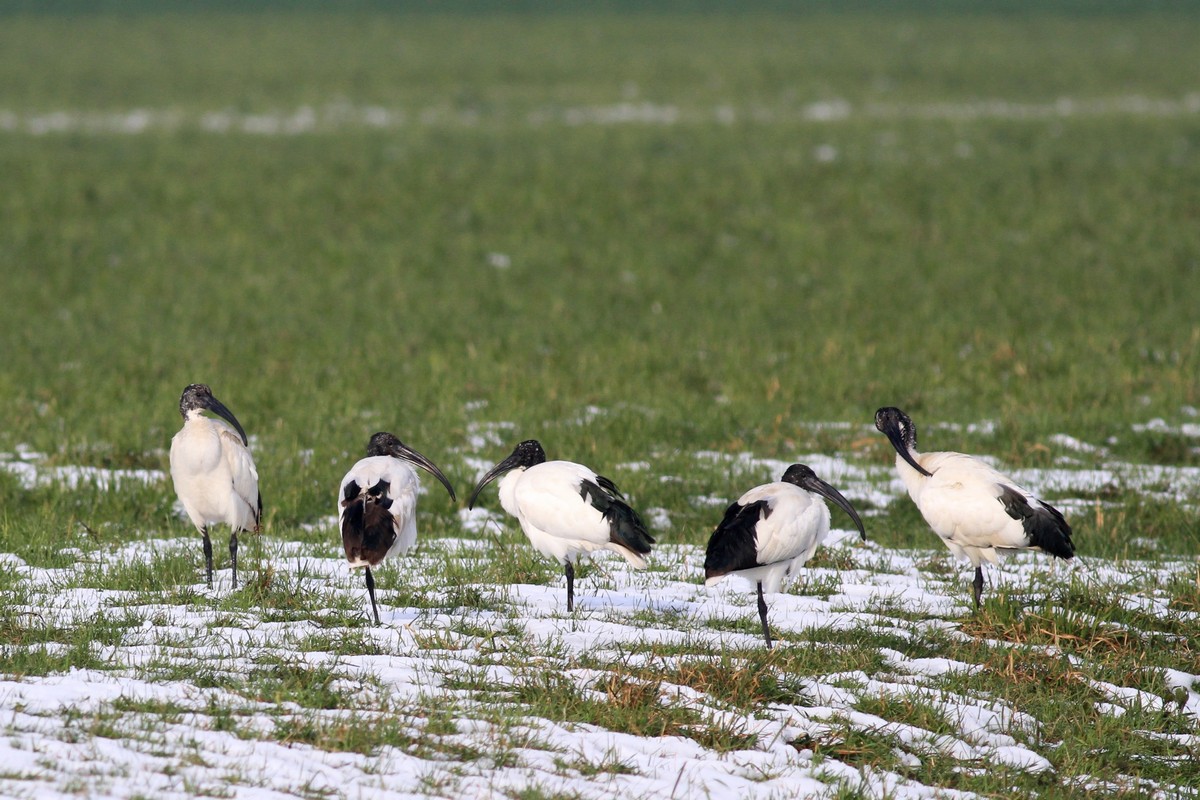 Ibis sacro