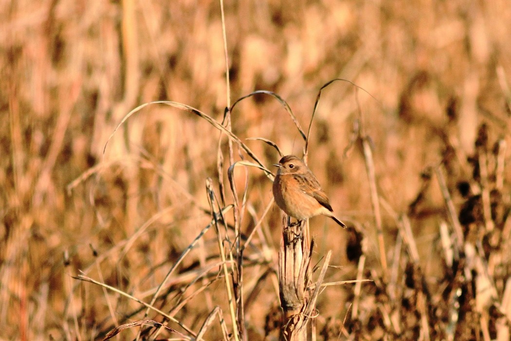Saltimpalo maschio e femmina