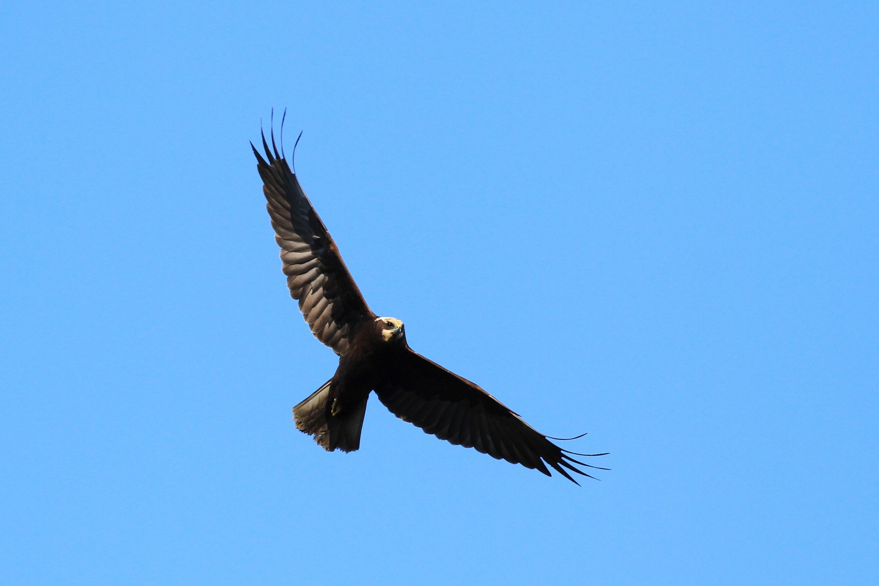 Falco palude femmina. Non dovrebbe essere gi�....