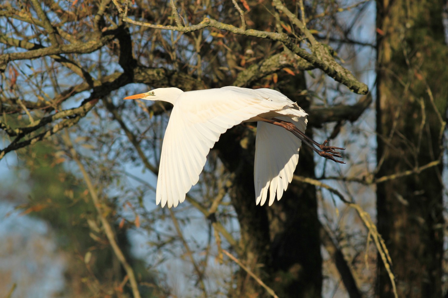 Airone Bianco maggiore (9J2)