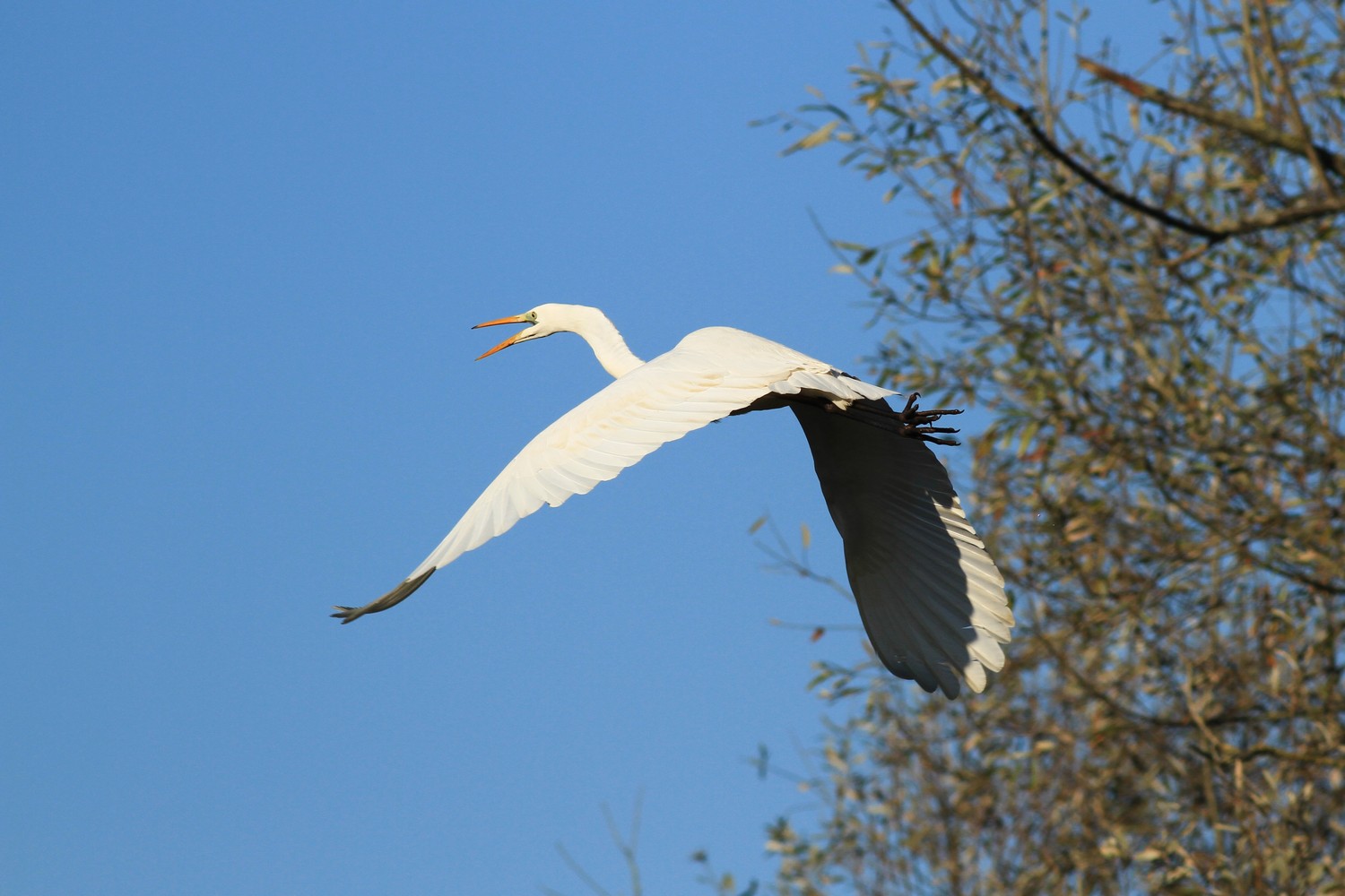 Airone Bianco maggiore (9J2)