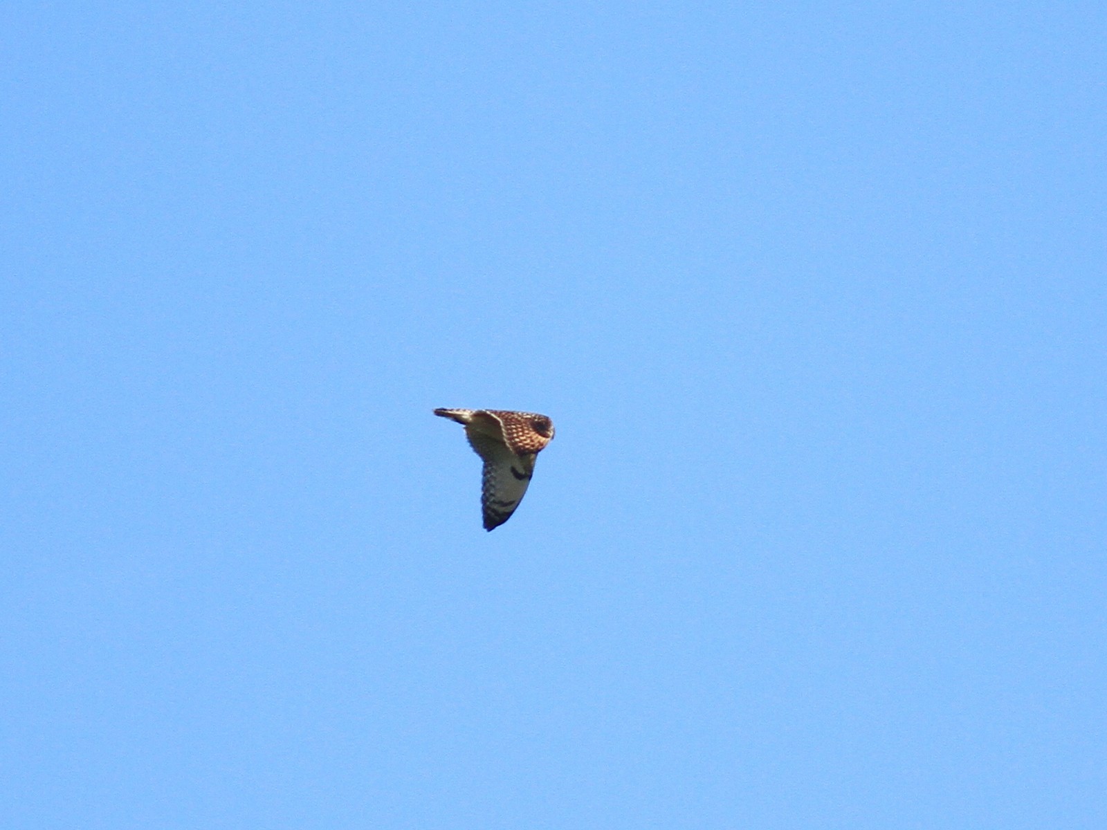 Aiuto identificazione rapace