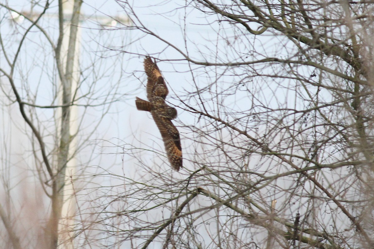 Aiuto identificazione Rapace