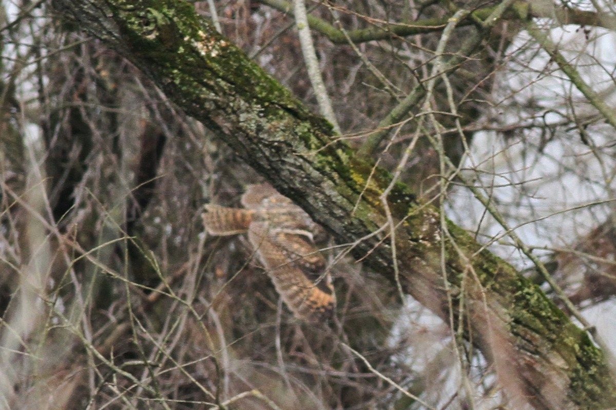 Aiuto identificazione Rapace