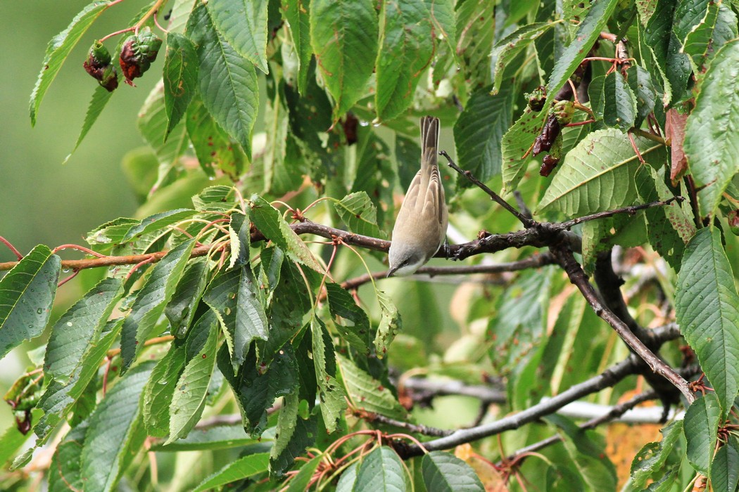 Aiuto/conferma id  - Bigiarella?