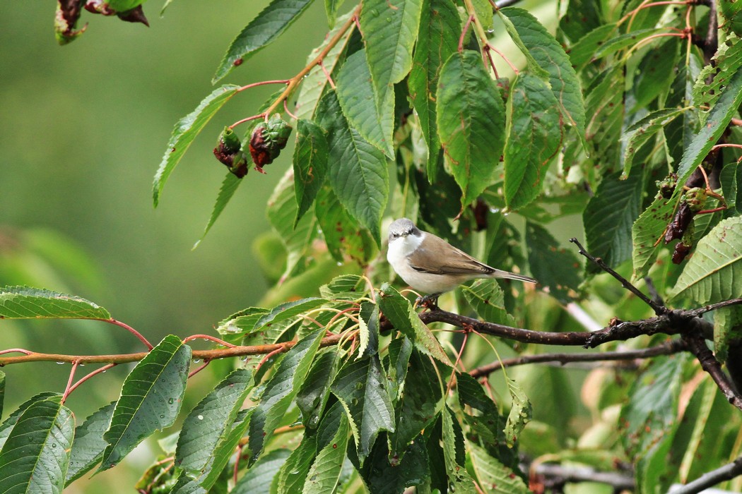 Aiuto/conferma id  - Bigiarella?