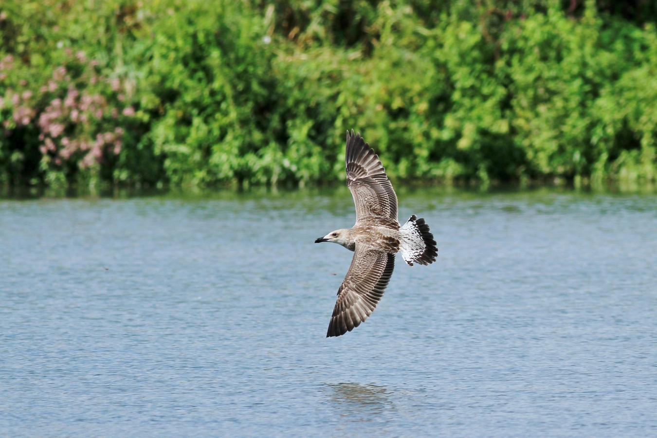 Aiuto/Conferma id-Gabbiano reale giovane?