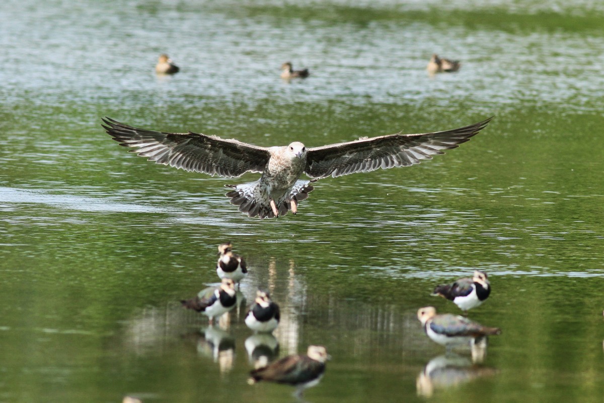 Aiuto/Conferma id-Gabbiano reale giovane?