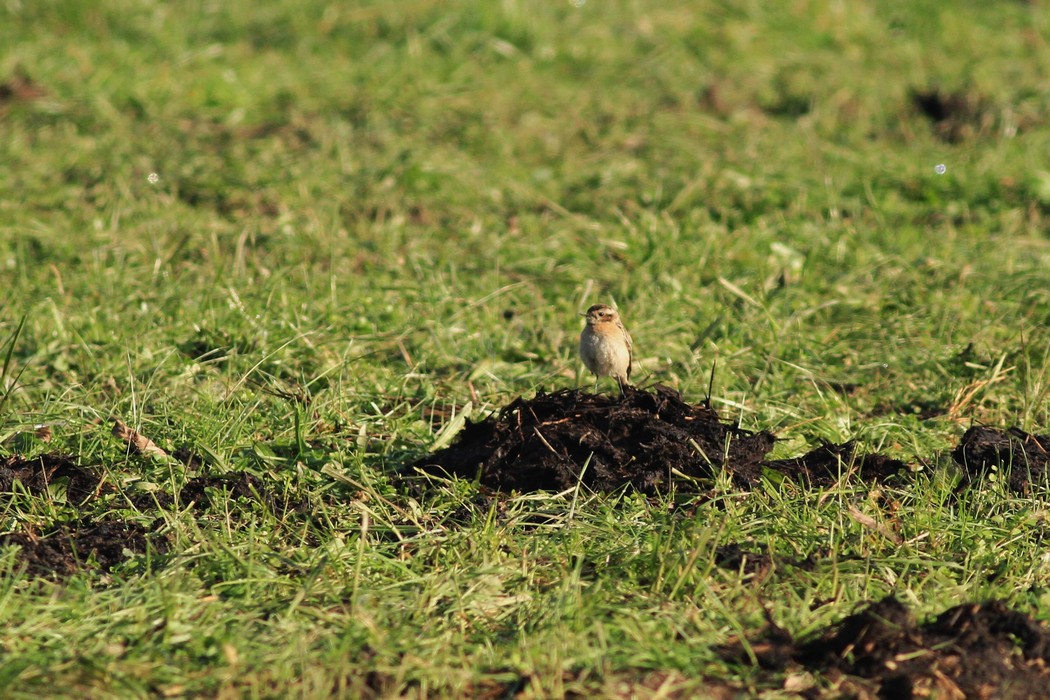 Aiuto identificazione