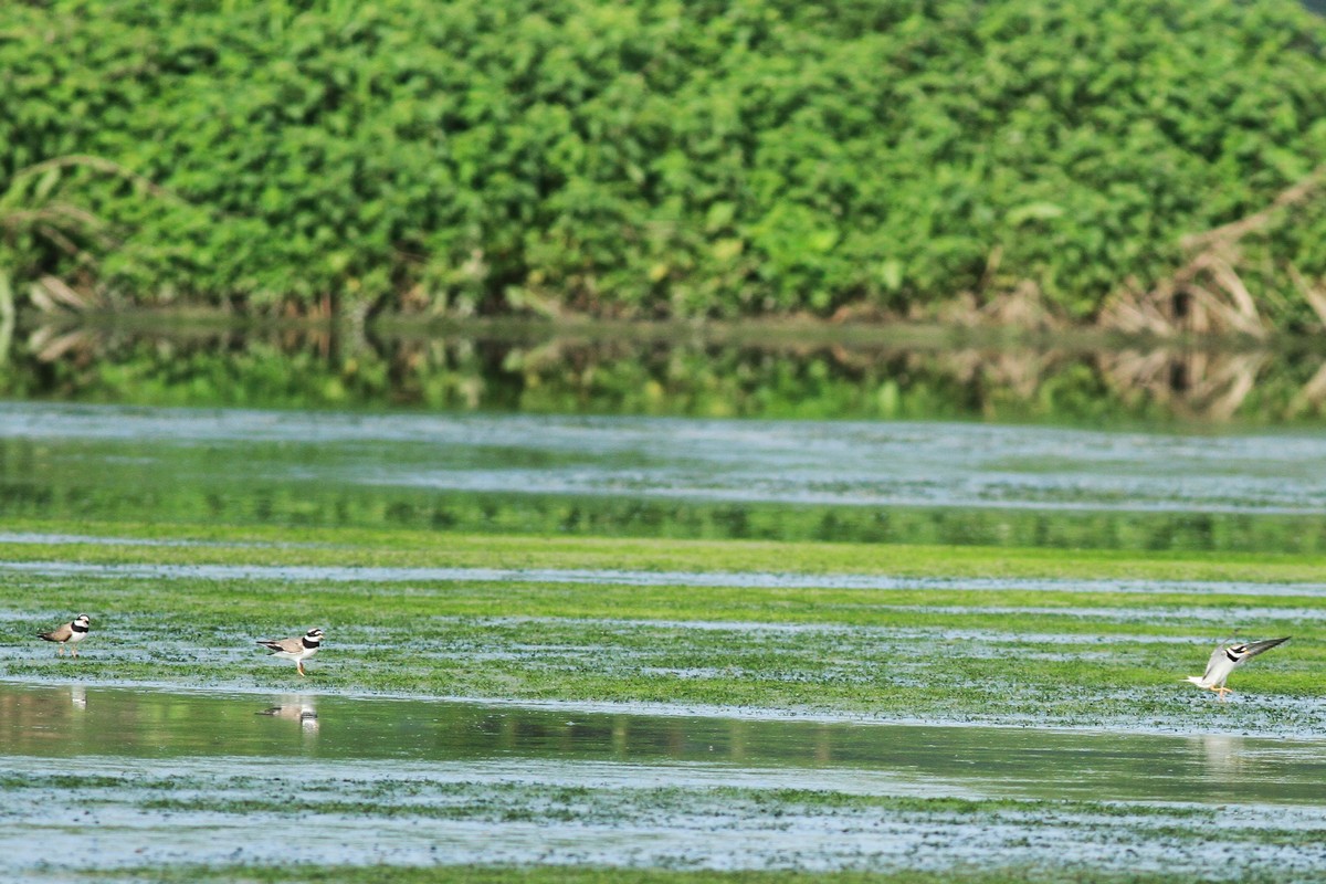Conferma identificazione , Corrieri Grossi?