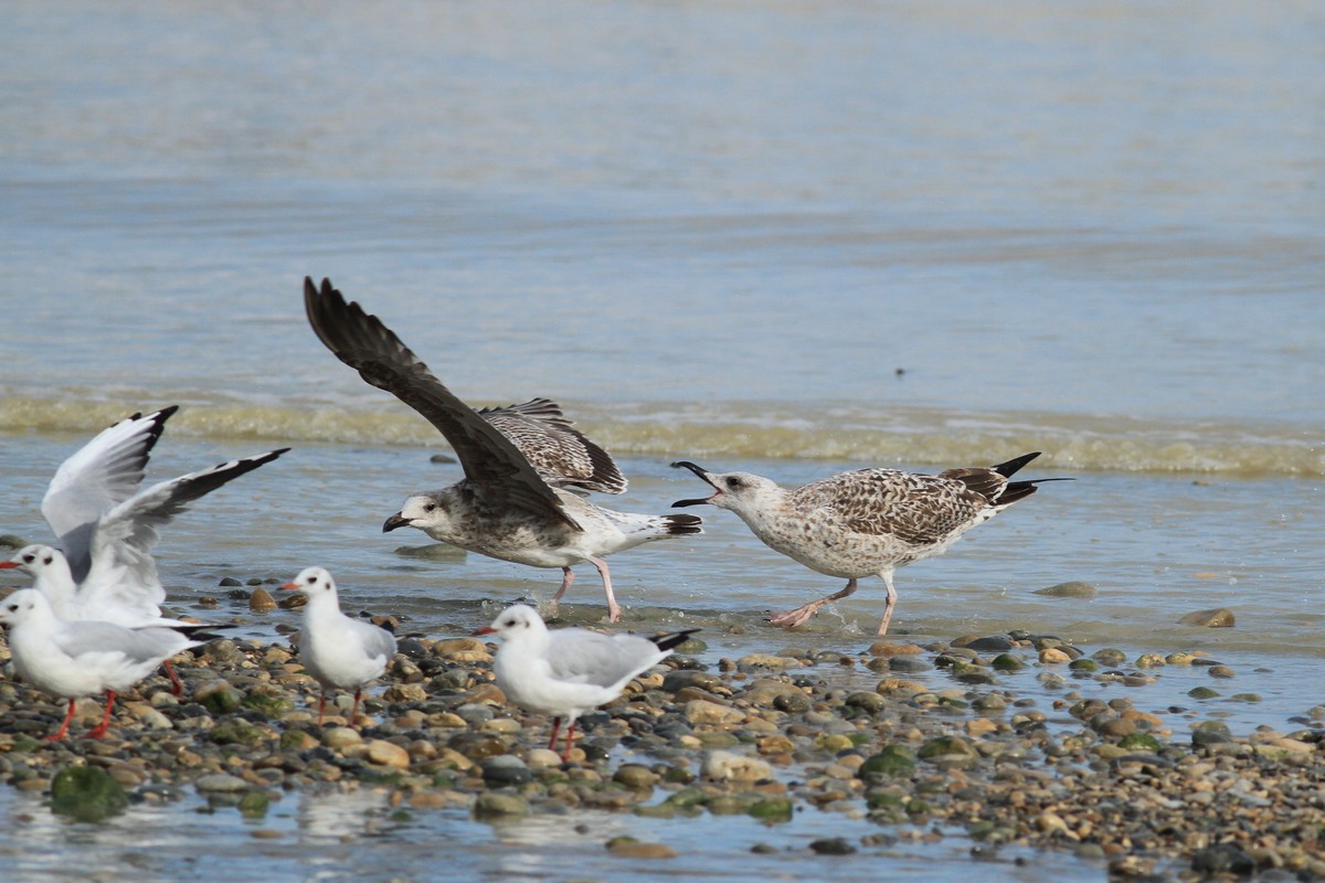 Gabbiani reali  inc..ti