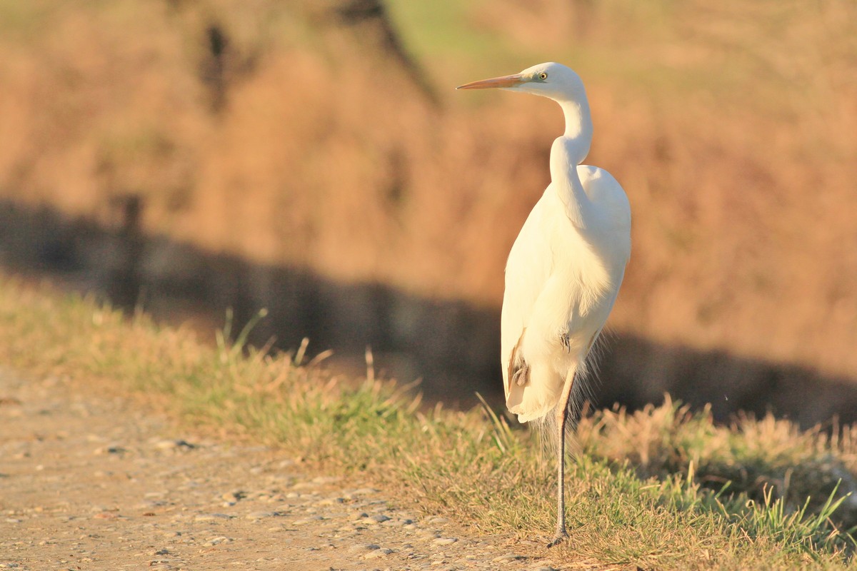 Airone bianco maggiore