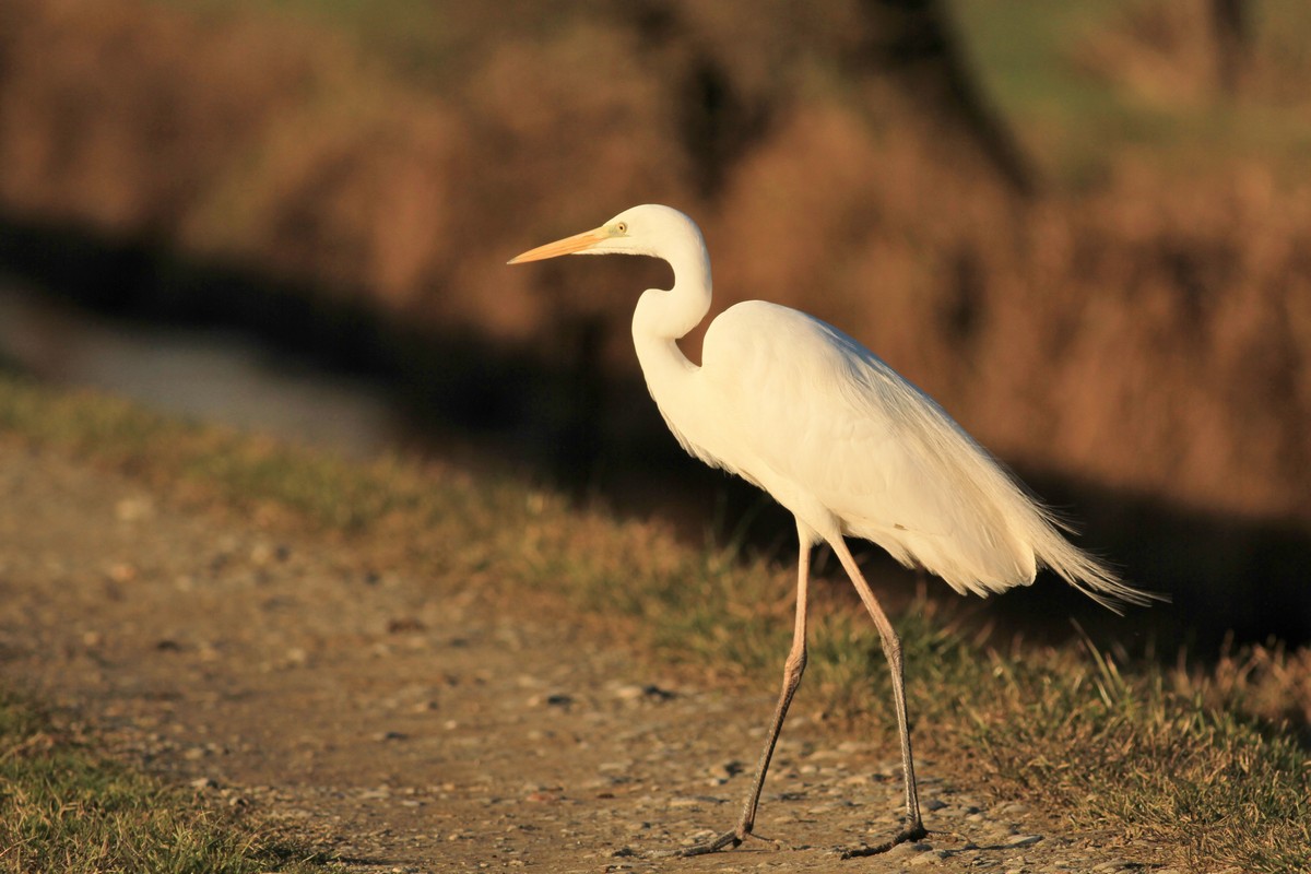 Airone bianco maggiore