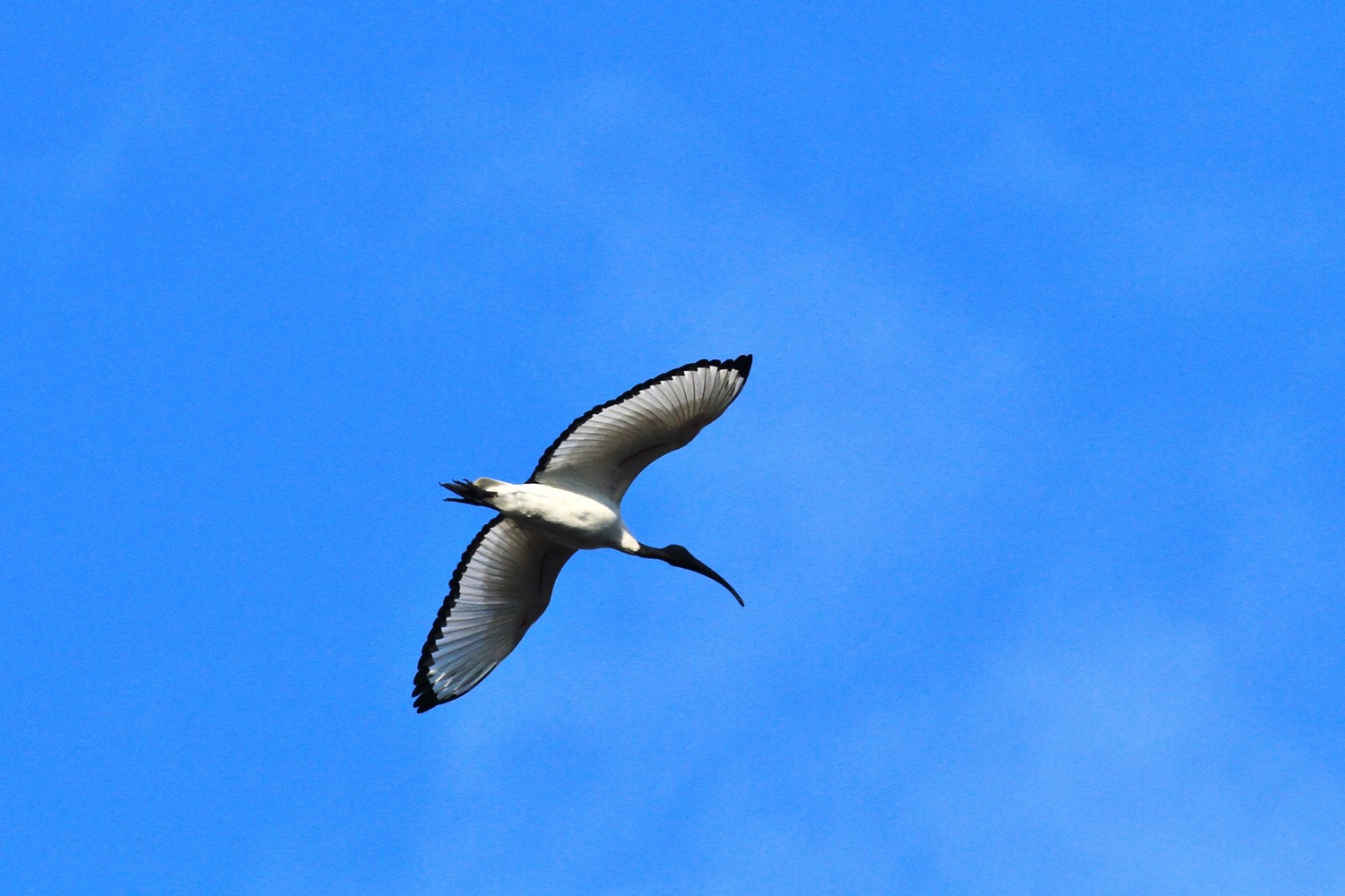 Ibis Sacro